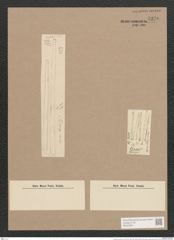 Synedra acus Kuetz. (de-Toni-Nr.: Genus 66, Species 2590) Zeichnungen Sammlung Grunow Nr. 5270 (NHMW-BOT-W0373651)